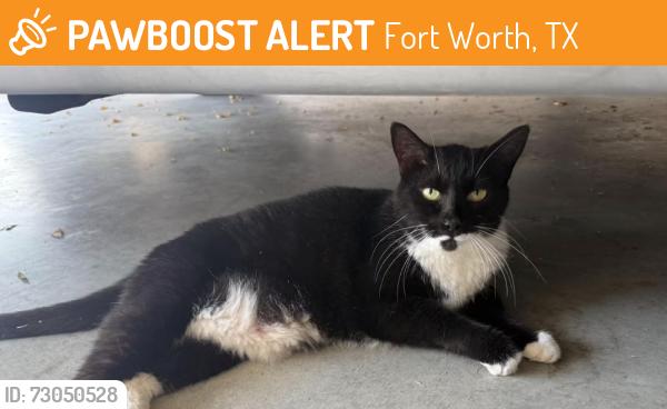 Found/Stray Unknown Cat last seen Fantail drive, Fort Worth , Fort Worth, TX 76179