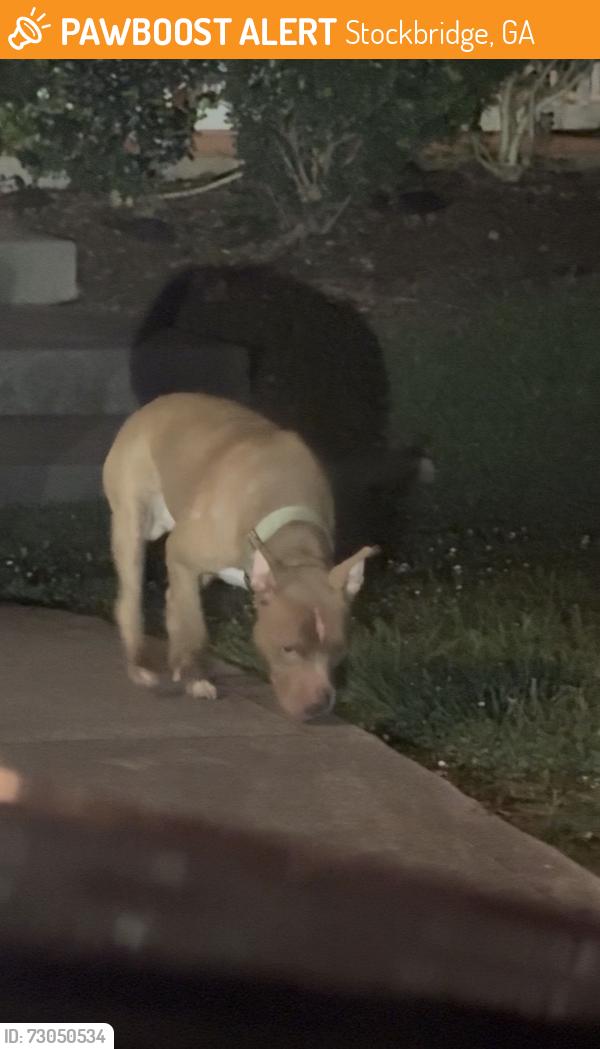 Found/Stray Male Dog last seen Davidson Parkway, Stockbridge, GA 30281