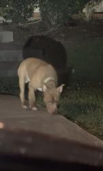 Found/Stray Male Dog last seen Davidson Parkway, Stockbridge, GA 30281