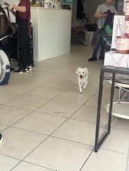 Found/Stray Unknown Dog last seen Meada hair & Nails salon , Brooklyn, NY 11229