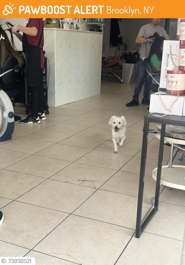 Found/Stray Unknown Dog last seen Meada hair & Nails salon , Brooklyn, NY 11229