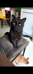 Lost Male Cat last seen Couche tard tricentenaire , Montréal, QC H1A
