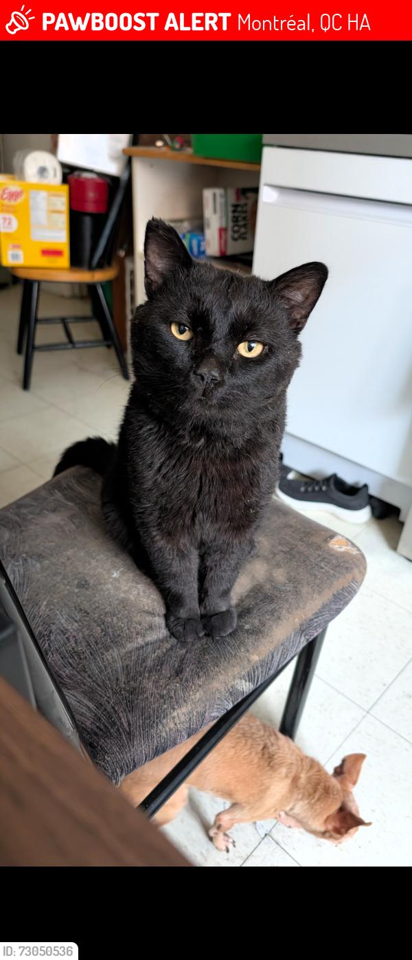 Lost Male Cat last seen Couche tard tricentenaire , Montréal, QC H1A