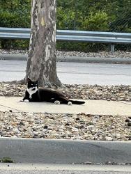 Found/Stray Unknown Cat last seen Westgate Asheville, Asheville, NC 28806