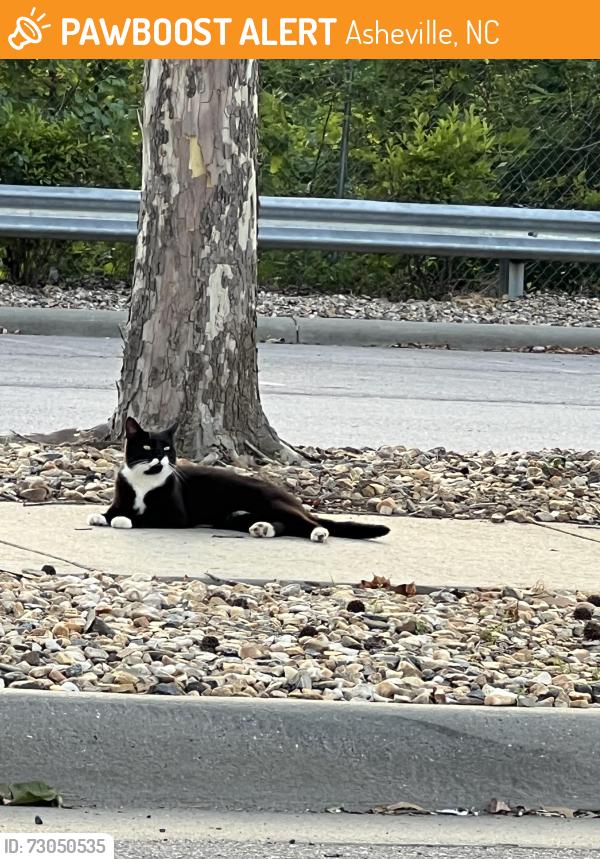 Found/Stray Unknown Cat last seen Westgate Asheville, Asheville, NC 28806