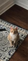 Reunited Male Cat last seen Knight Crossing Rd 27703, Durham, NC 27703
