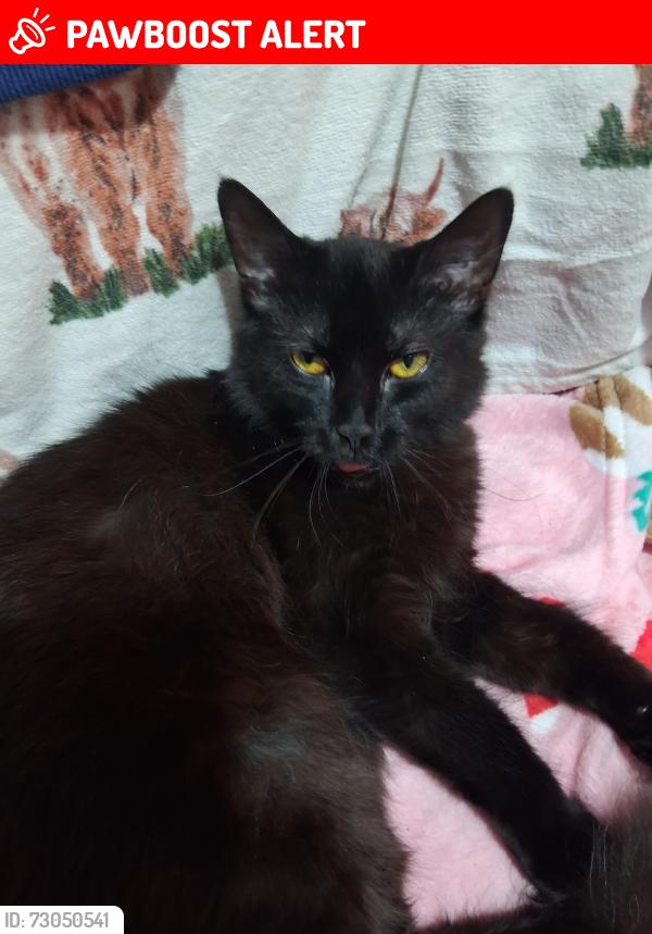 Lost Female Cat last seen Benhill road, Greater London, England SE5