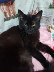 Lost Female Cat last seen Benhill road, Greater London, England SE5
