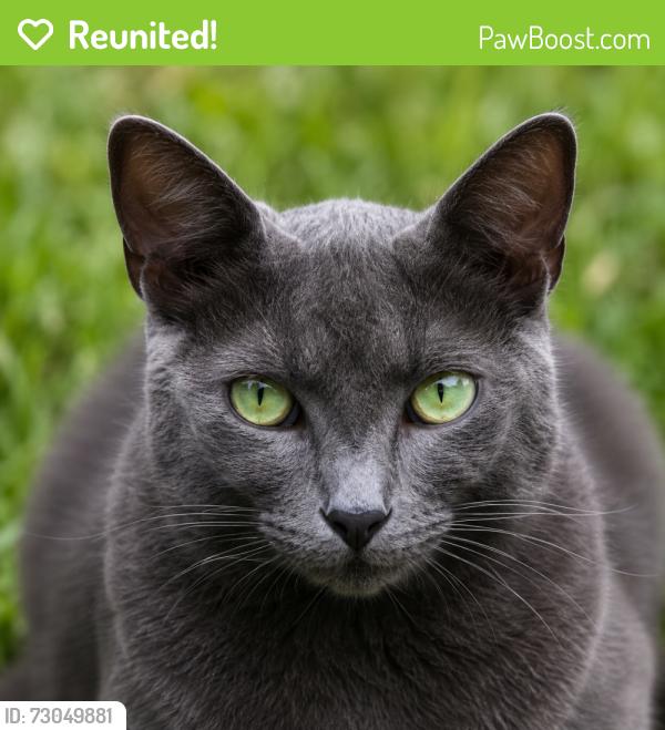 Reunited Female Cat last seen Irvington/Crosstimbers , Houston, TX 77022