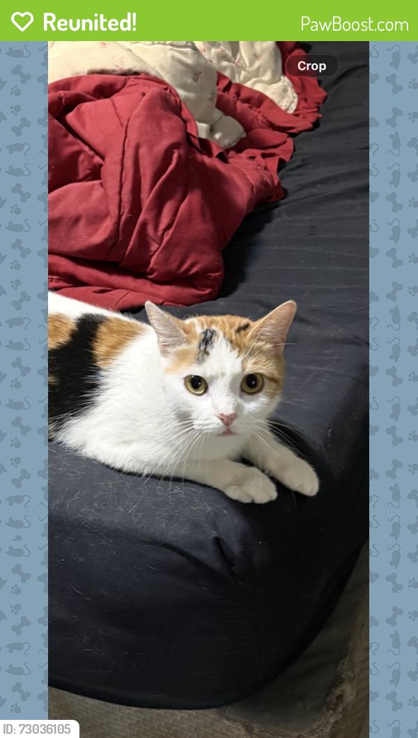 Reunited Female Cat last seen Brookside St Wilkes Barre, Wilkes-Barre, PA 18705