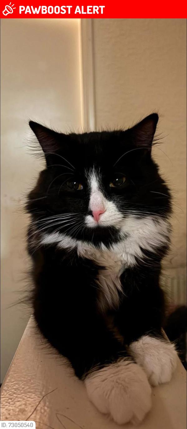 Lost Male Cat last seen Vane Street, Kingston upon Hull, England HU3