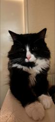 Lost Male Cat last seen Vane Street, Kingston upon Hull, England HU3