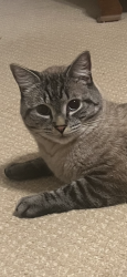Reunited Male Cat last seen Tyson Street and Glen Eden, Raleigh, NC 27612