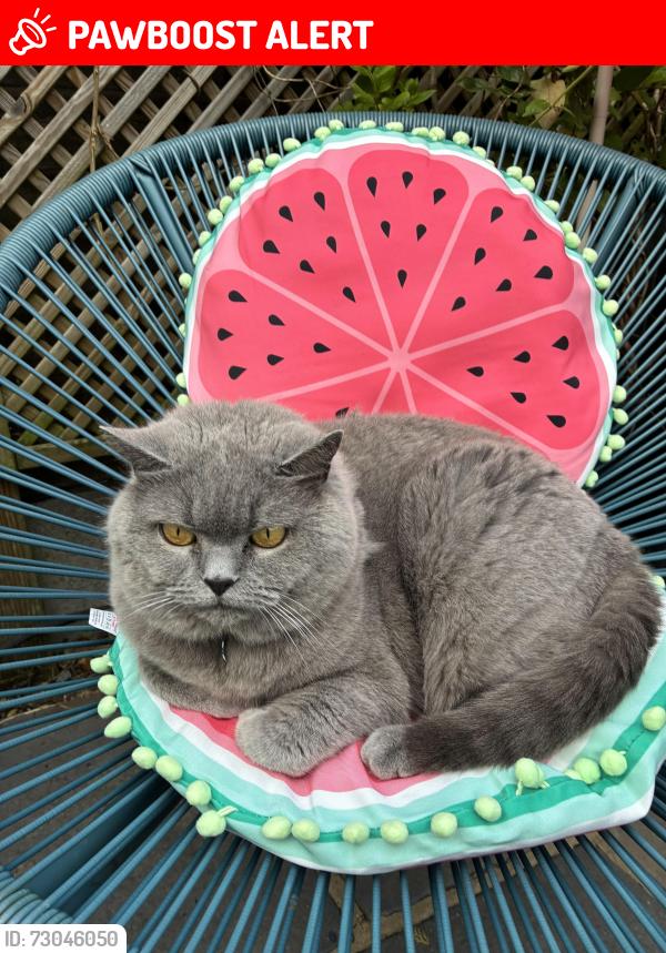 Lost Female Cat last seen In garden, Hertfordshire, England CM23 5BB
