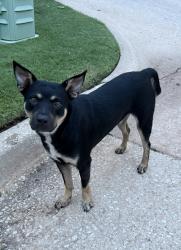 Found/Stray Male Dog last seen Manor Circle Odom, Oklahoma City, OK 73139