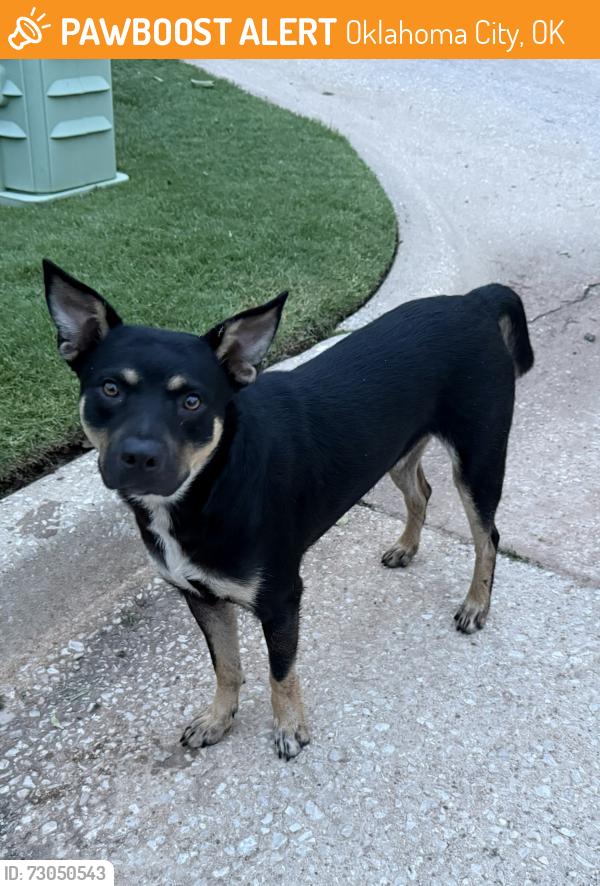 Found/Stray Male Dog last seen Manor Circle Odom, Oklahoma City, OK 73139