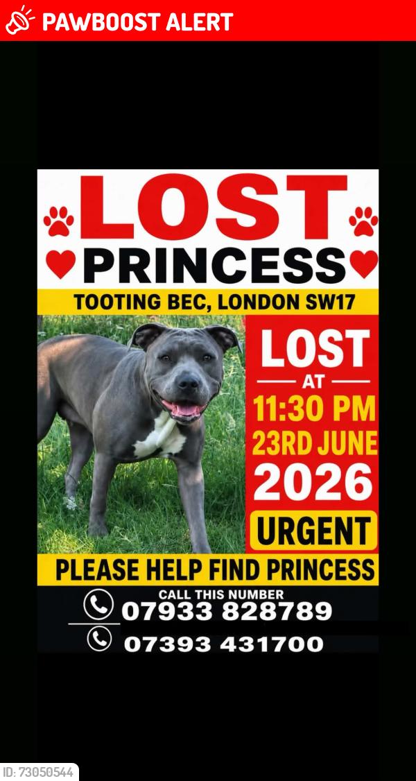 Lost Female Dog last seen Clapham junction , Greater London, England SW11 1QW