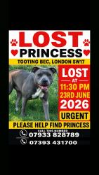 Lost Female Dog last seen Clapham junction , Greater London, England SW11 1QW
