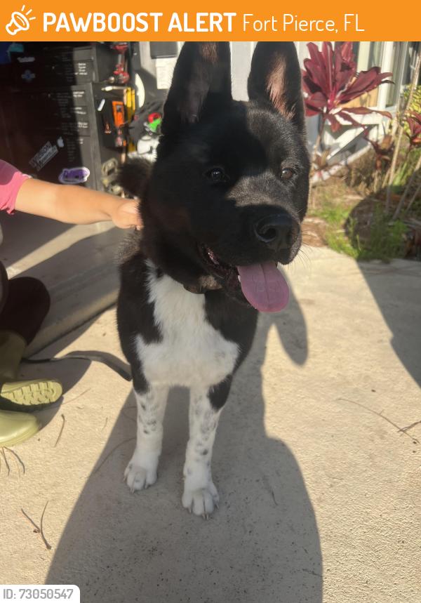 Found/Stray Male Dog last seen Rock road/Orange Ave, Fort Pierce, FL 34947