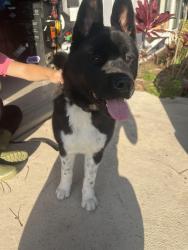 Found/Stray Male Dog last seen Rock road/Orange Ave, Fort Pierce, FL 34947