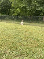 Found/Stray Unknown Dog last seen Thrasher dog park, Roanoke, VA 24012
