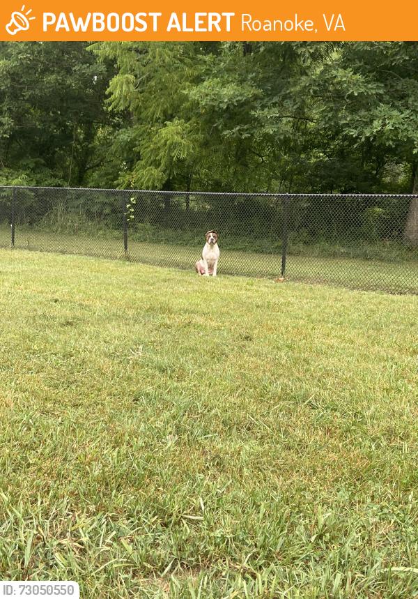 Found/Stray Unknown Dog last seen Thrasher dog park, Roanoke, VA 24012