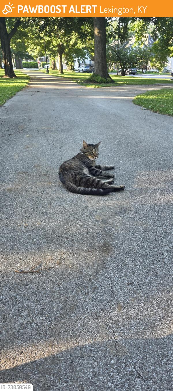 Found/Stray Male Cat last seen Duncan park, Lexington, KY 40508