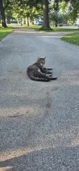 Found/Stray Male Cat last seen Duncan park, Lexington, KY 40508