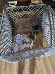 Found/Stray Female Dog last seen De Lara ests, Chaparral, NM 88081