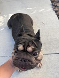 Found/Stray Female Dog last seen Buckeye, Parrish, FL 34219