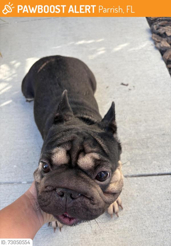Found/Stray Female Dog last seen Buckeye, Parrish, FL 34219