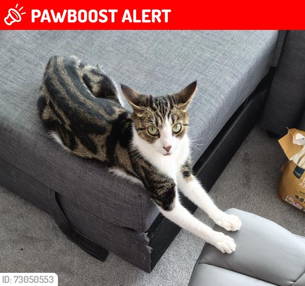 Lost Female Cat last seen Brunswick Centre, Greater London, England WC1N