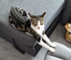 Lost Female Cat last seen Brunswick Centre, Greater London, England WC1N