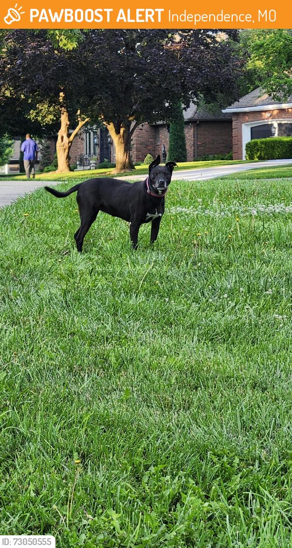 Found/Stray Unknown Dog last seen Union and Delaware, Independence, MO 64055