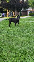 Found/Stray Unknown Dog last seen Union and Delaware, Independence, MO 64055