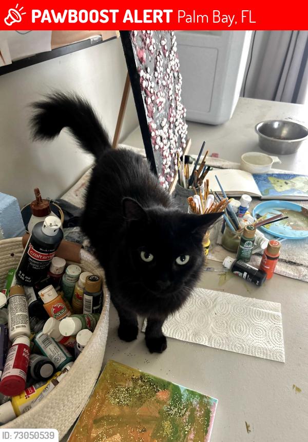 Lost Female Cat last seen Near Heather Avenue, Palm Bay, FL 32907