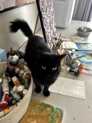 Lost Female Cat last seen Near Heather Avenue, Palm Bay, FL 32907