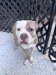 Reunited Male Dog last seen Slater mill Circle Douglasville 30135 , Douglasville, GA 30135