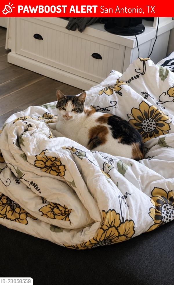 Lost Female Cat last seen Griffin Park Drive, San Antonio, TX 78251