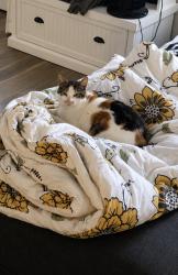 Lost Female Cat last seen Griffin Park Drive, San Antonio, TX 78251