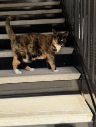 Found/Stray Female Cat last seen Horse pen creek and battleground, Greensboro, NC 27410