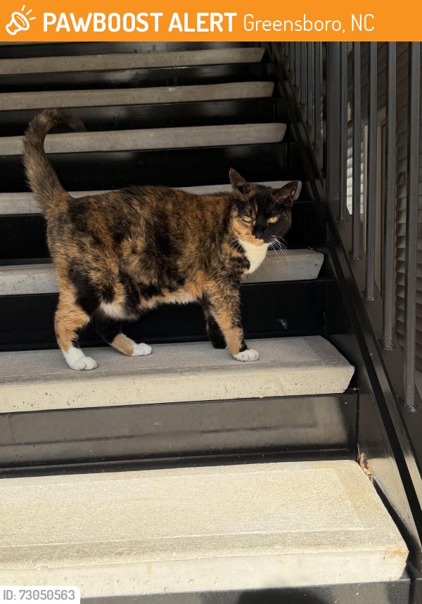 Found/Stray Female Cat last seen Horse pen creek and battleground, Greensboro, NC 27410