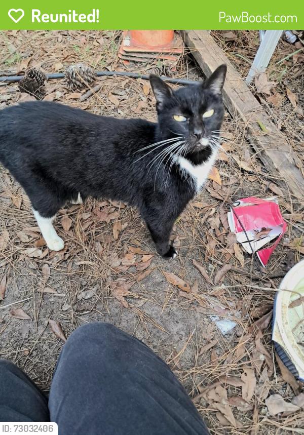 Reunited Male Cat last seen R Jones, Old Dixie, and Bypass near the middle school, Callahan, FL 32011