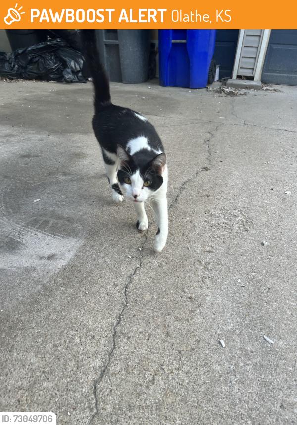 Found/Stray Unknown Cat last seen west 154th st, Olathe, KS 66062