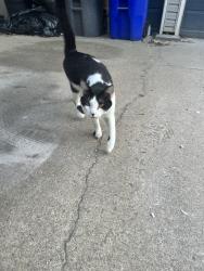 Found/Stray Unknown Cat last seen west 154th st, Olathe, KS 66062