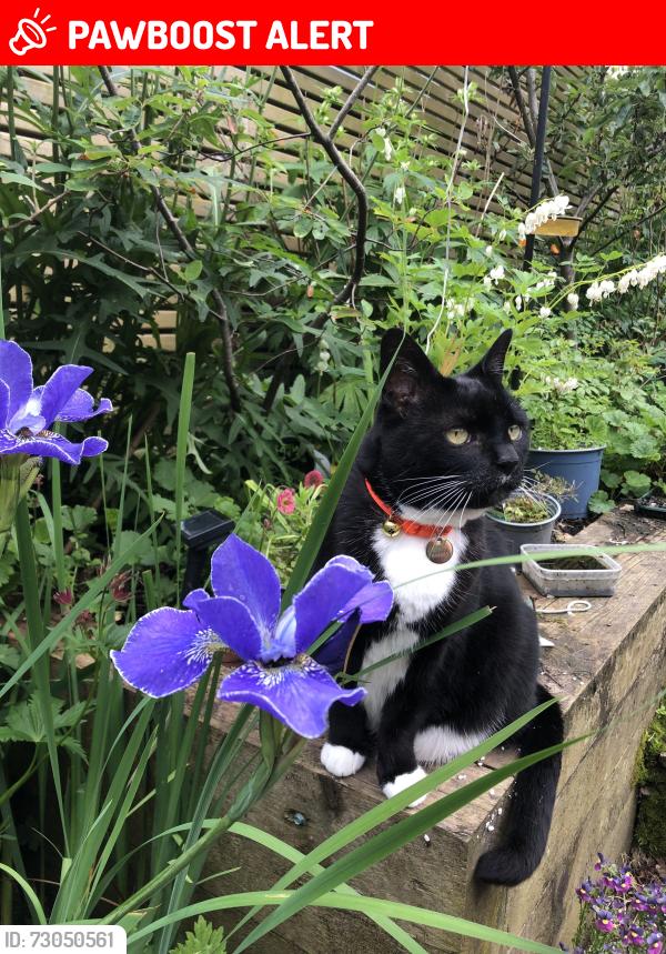 Lost Female Cat last seen Mount pleasant bury lane Withnell , Withnell, England PR6