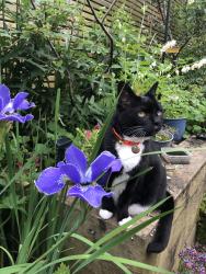 Lost Female Cat last seen Mount pleasant bury lane Withnell , Withnell, England PR6