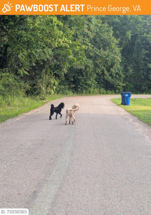 Found/Stray Unknown Dog last seen Middle road, Prince George, VA 23875