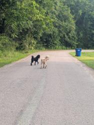 Found/Stray Unknown Dog last seen Middle road, Prince George, VA 23875