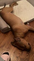 Found/Stray Male Dog last seen Steger Rd, Steger, IL 60475
